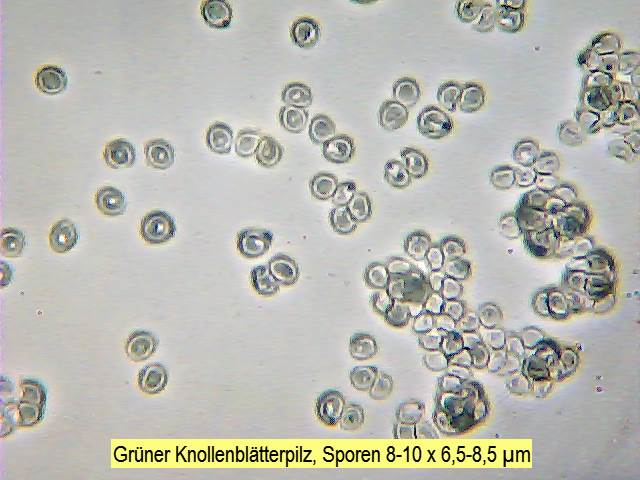 Sporen Grüner Knollenblätterpilz